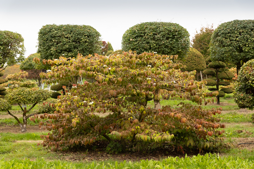 Viburnum plicatum 'Mariesii'  Bonsai