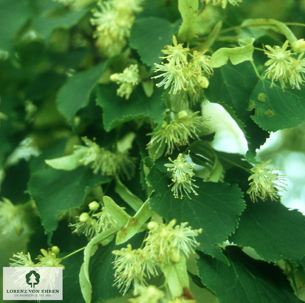 Tilia europaea