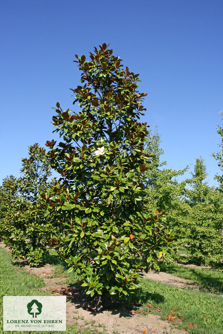 Magnolia grandiflora 'Blanchard'