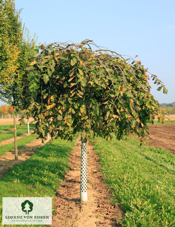 Ulmus glabra 'Pendula'