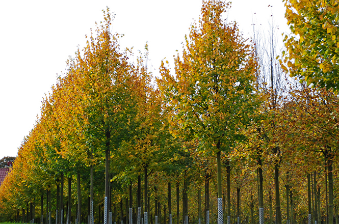 Tilia cordata Greenspire
