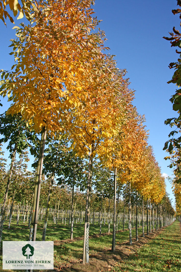 Fraxinus pennsylvanica 'Summit'