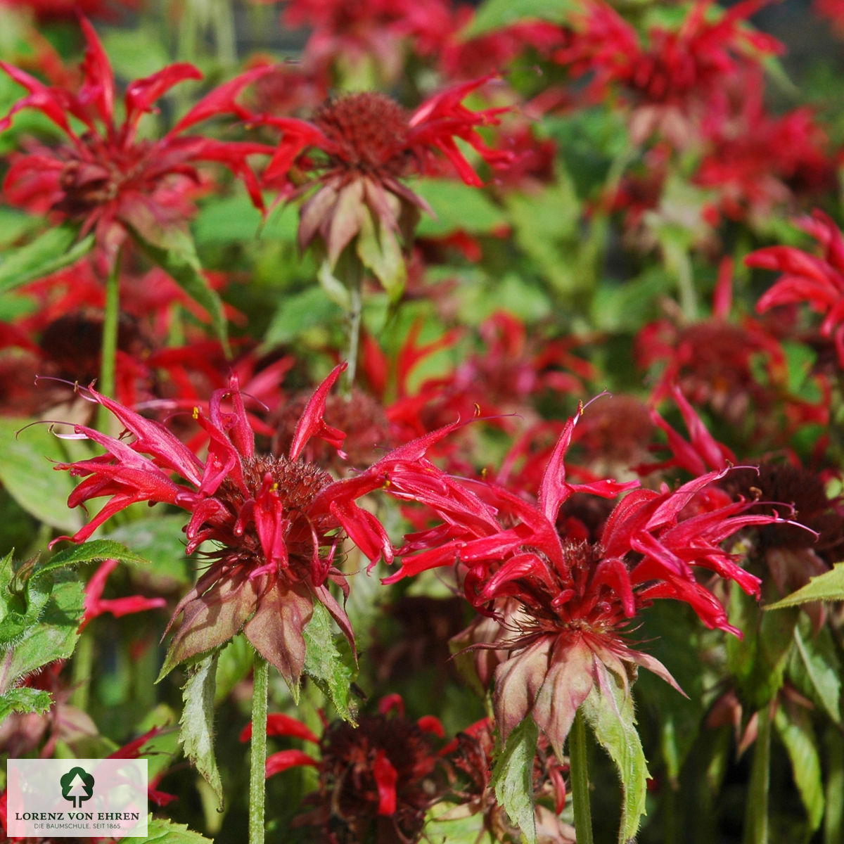 Monarda fistulosa 'Cambridge Scarlet'