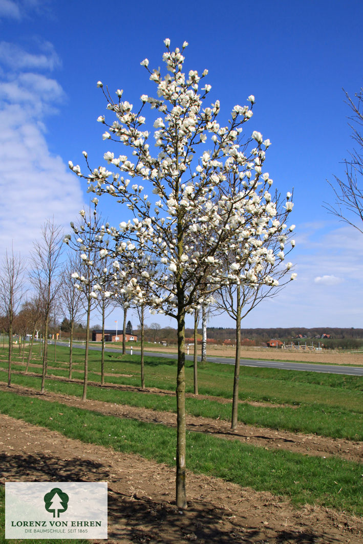 Magnolia loebneri 'Merrill'