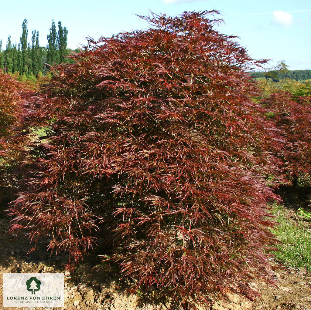 Acer palmatum 'Dissectum Atropurpureum'