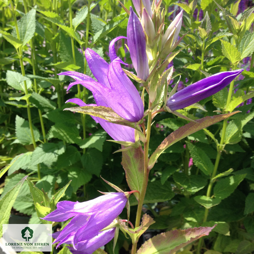 Campanula latifolia macrantha