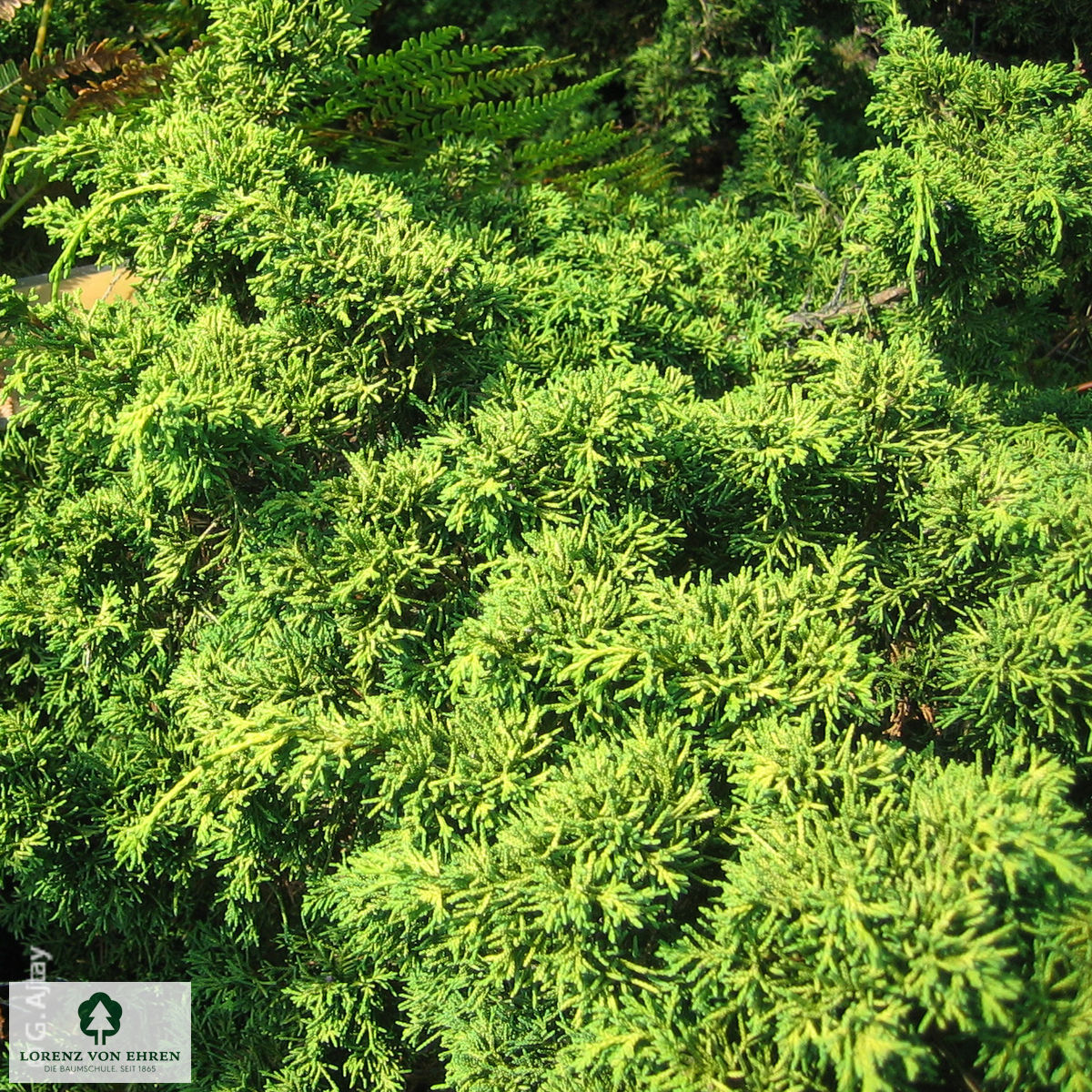 Juniperus chinensis 'Plumosa Aurea'