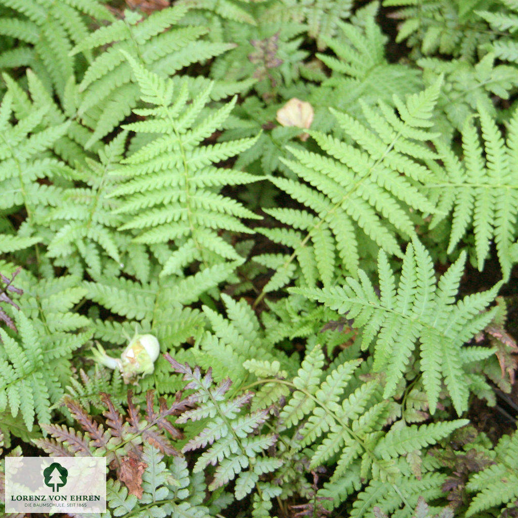 Matteuccia struthiopteris