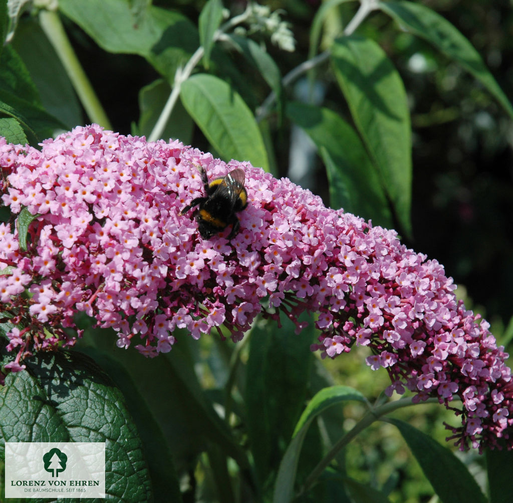 Buddleja davidii 'Pink Delight'