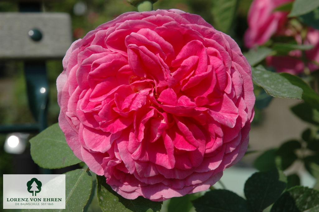 Rosa 'Gertrude Jekyll'