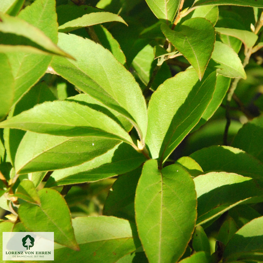 Stewartia pseudocamellia