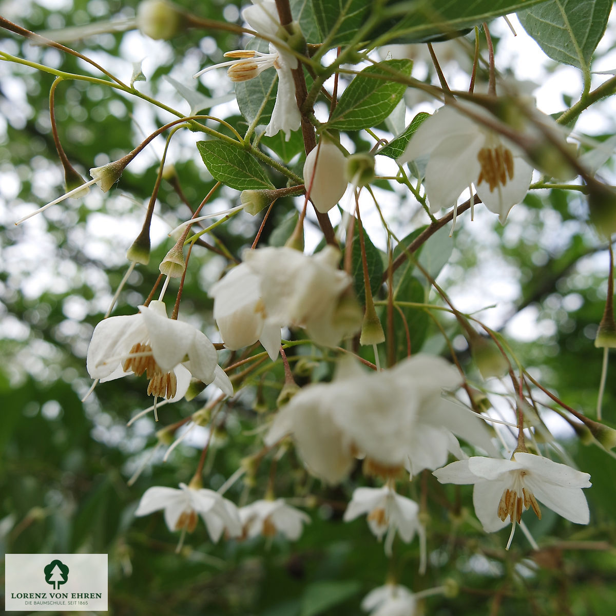 Styrax japonicus