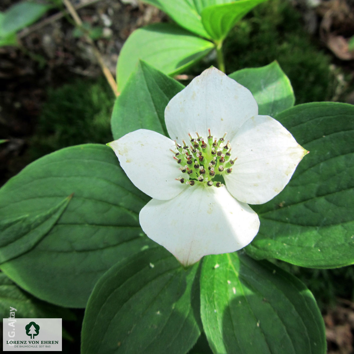 Cornus canadensis