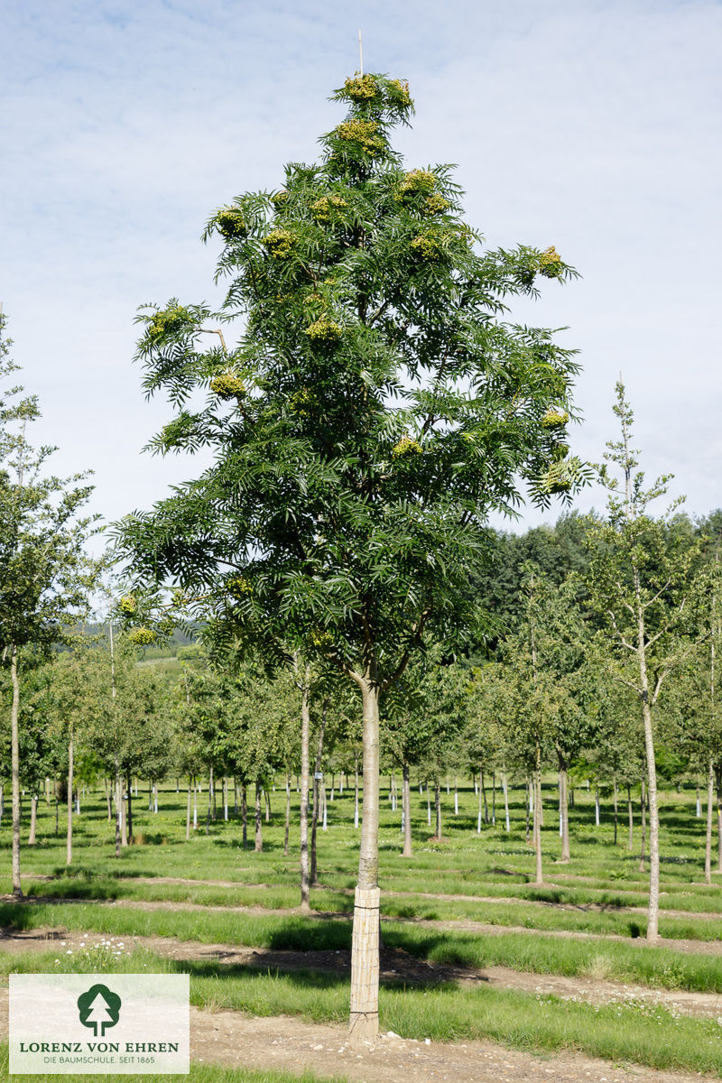 Sorbus 'Dodong'