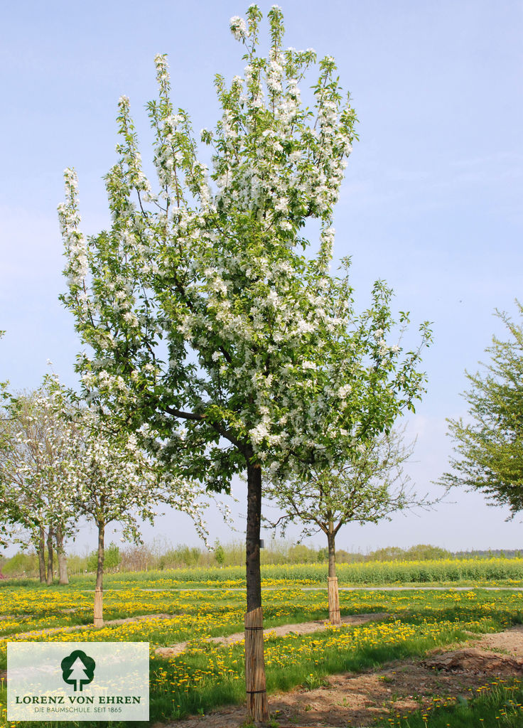 Malus 'John Downie'