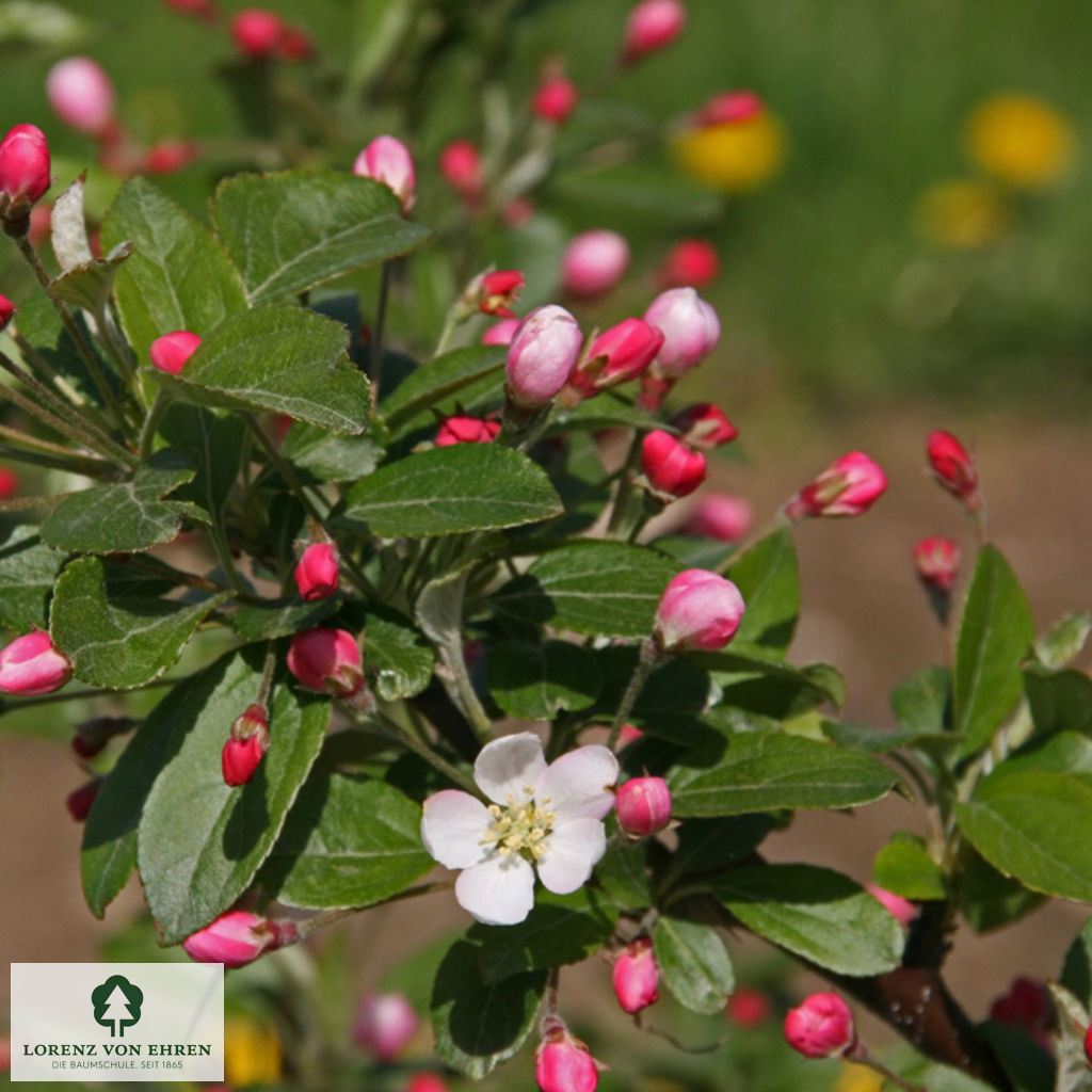 Malus 'David'