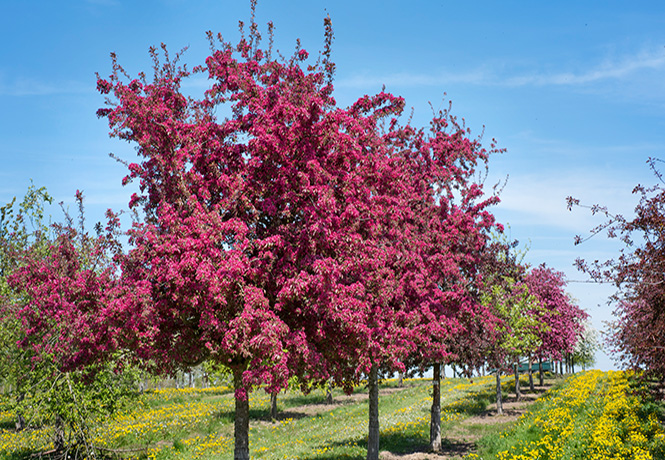 Dunkelrot blühender Großbaum