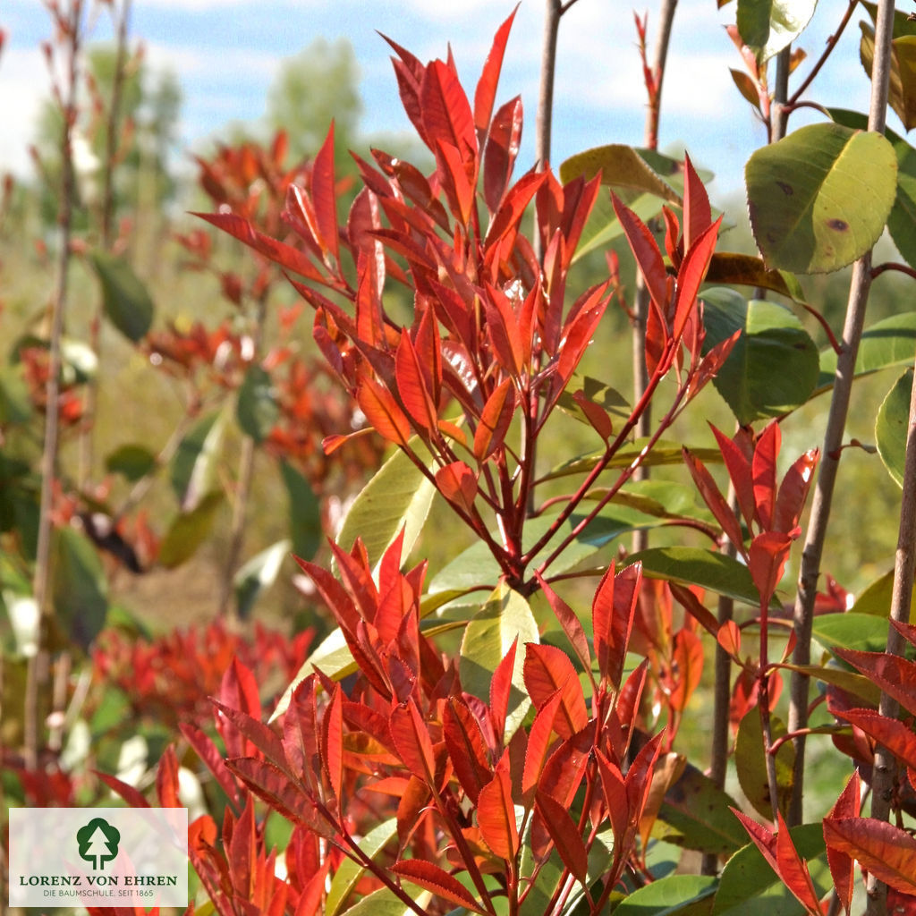 Photinia fraseri 'Red Robin'