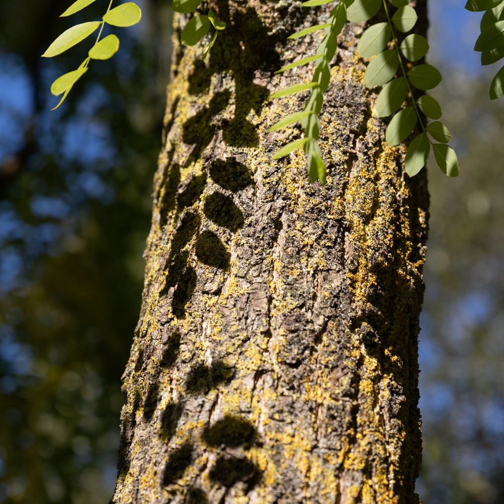 Sophora japonica 'Pendula' Unikat