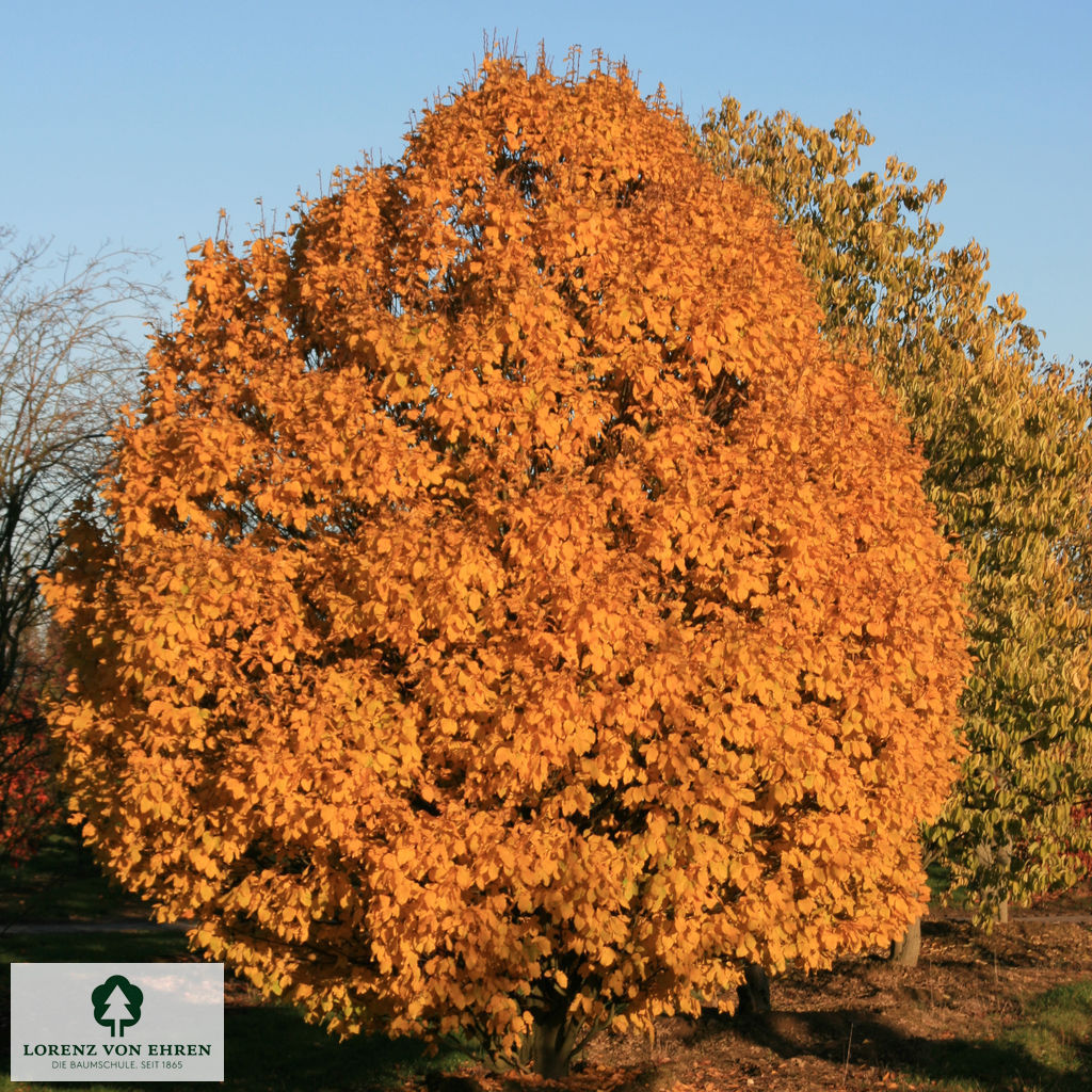 Carpinus betulus 'Columnaris'