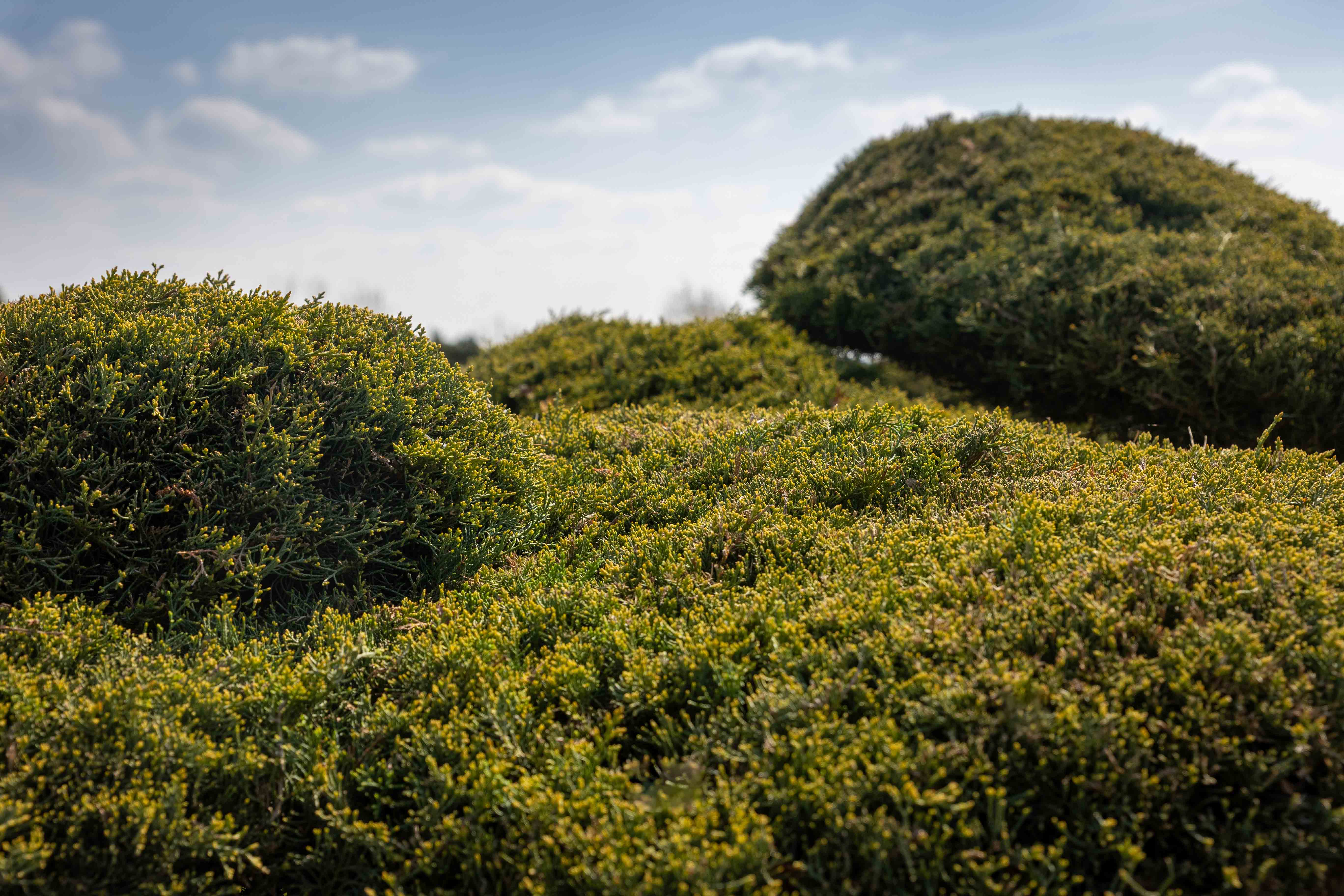 Juniperus media 'Pfitzeriana Glauca' Bonsai
