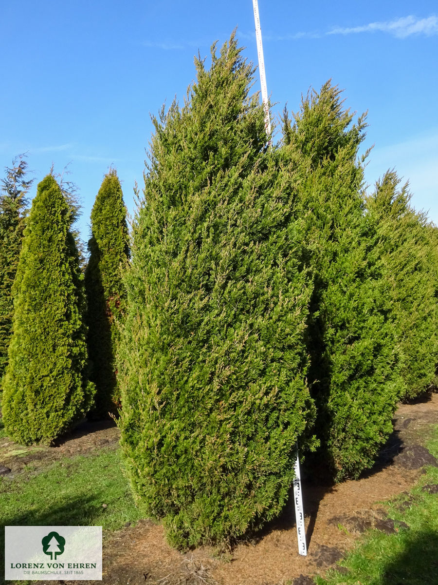 Juniperus chinensis 'Spartan'