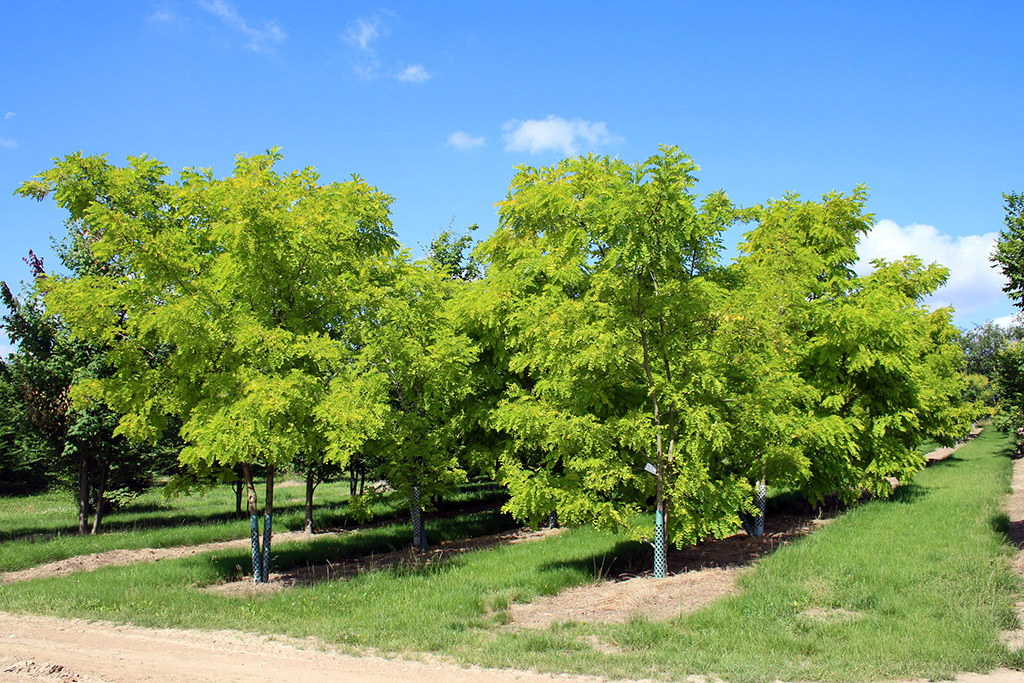 Mehrstämmer Robinia pseudoacacia Frisia Mehrstämmige Robinien in der Baumschule