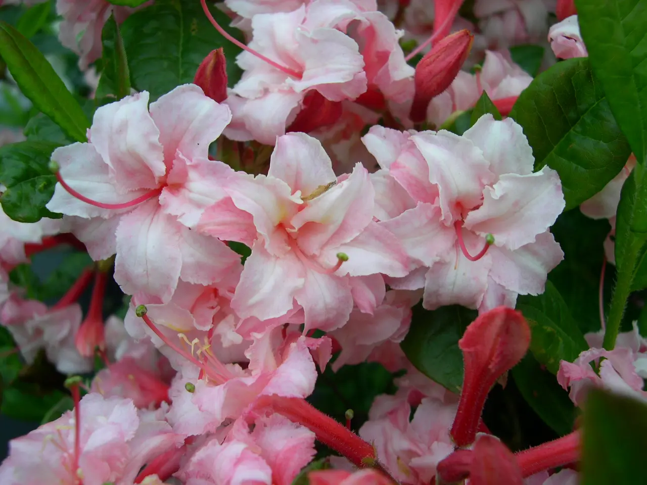 Rhododendron Azalea 'Corneille': Ihre weiß/rosa Blüten verleihen Ihrem Garten eine zeitlose Eleganz.