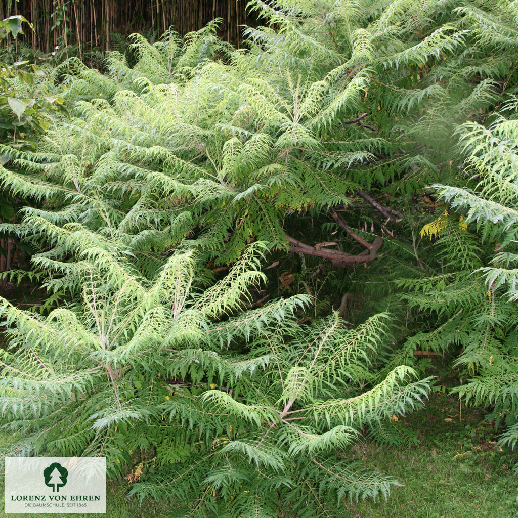 Rhus typhina 'Dissecta'