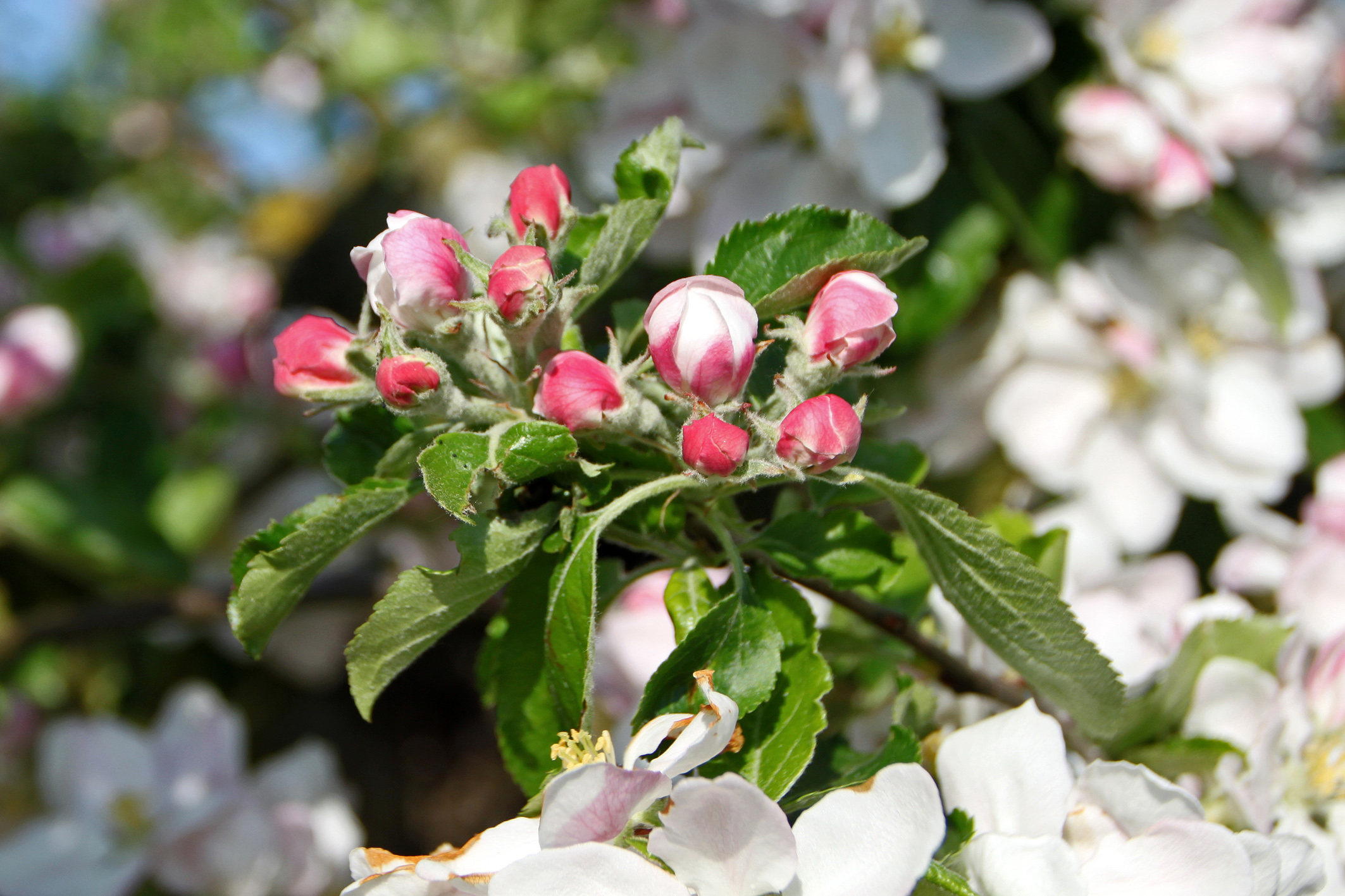 Apfel 'Holsteiner Cox' Unikat