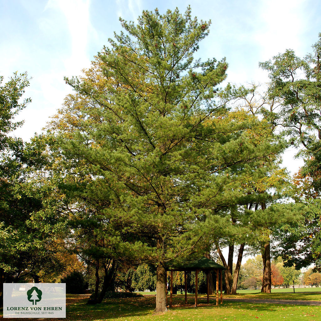 Pinus schwerinii