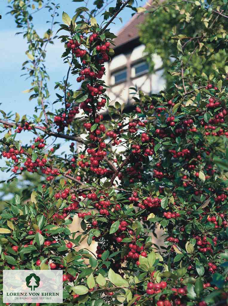 Malus 'Hillieri'