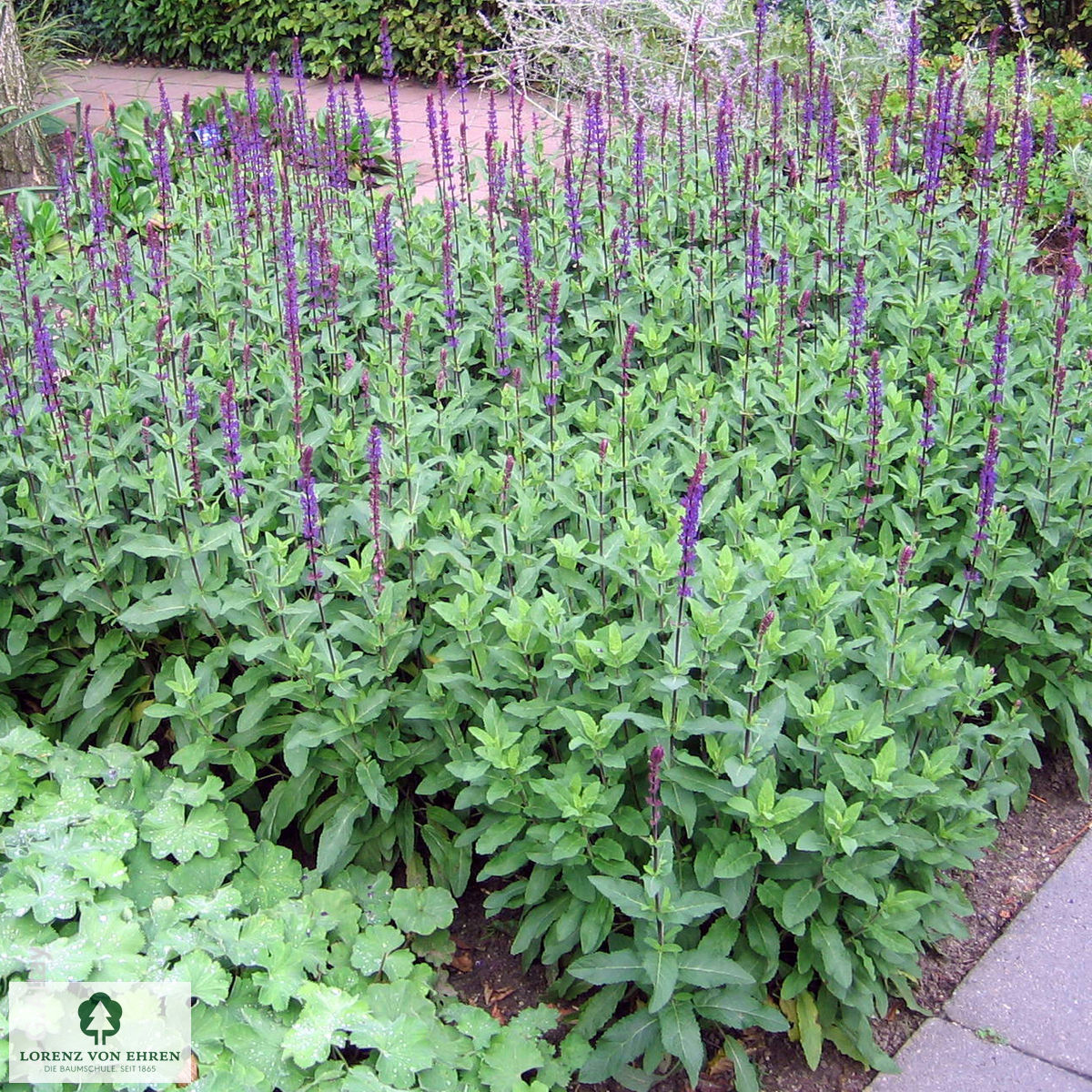 Salvia nemorosa 'Caradonna'