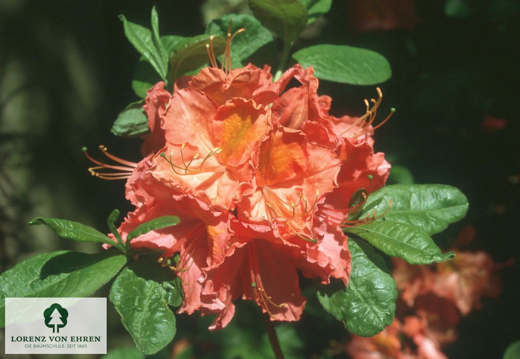 Rhododendron Azalea 'Juanita'