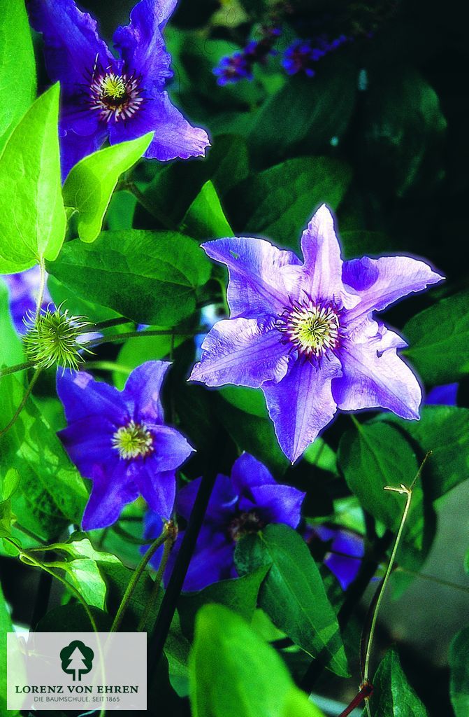 Clematis 'Königskind'