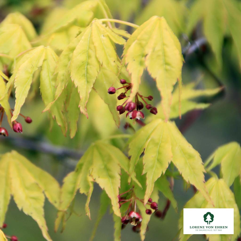 Acer palmatum
