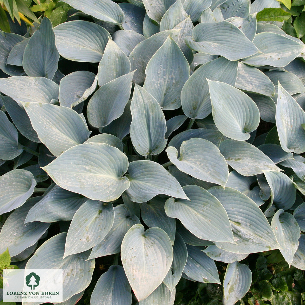 Hosta 'Halcyon'