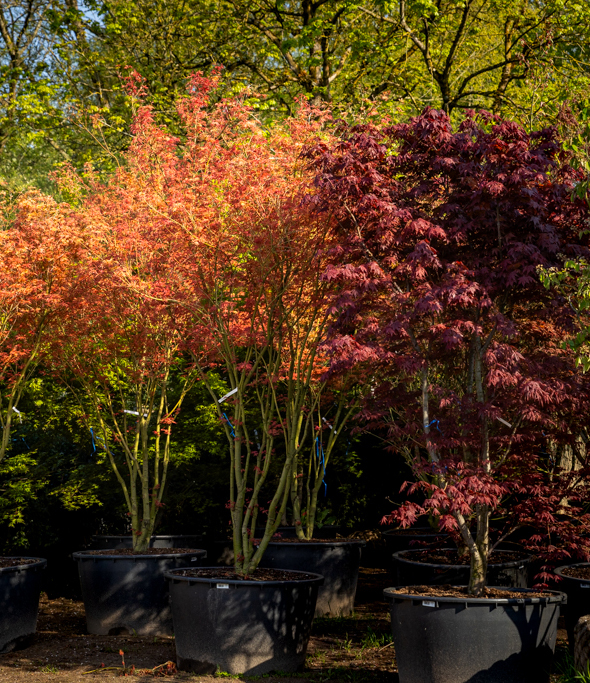 Acer in Sorten Buntlaubige Sträucher