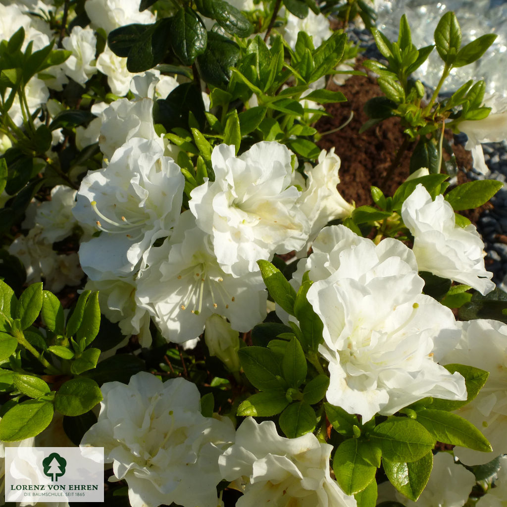 Rhododendron Japanische Azalee 'Schneeperle'