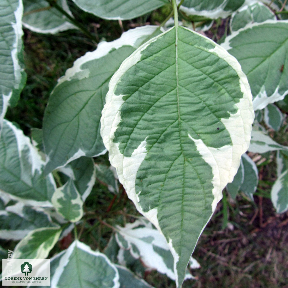 Cornus alba 'Elegantissima'