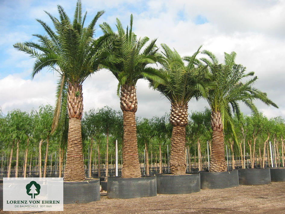 Phoenix canariensis