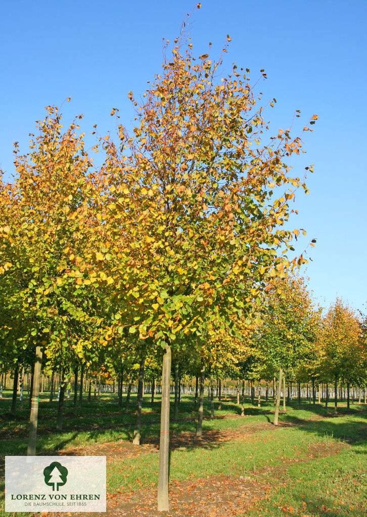 Tilia europaea 'Pallida'