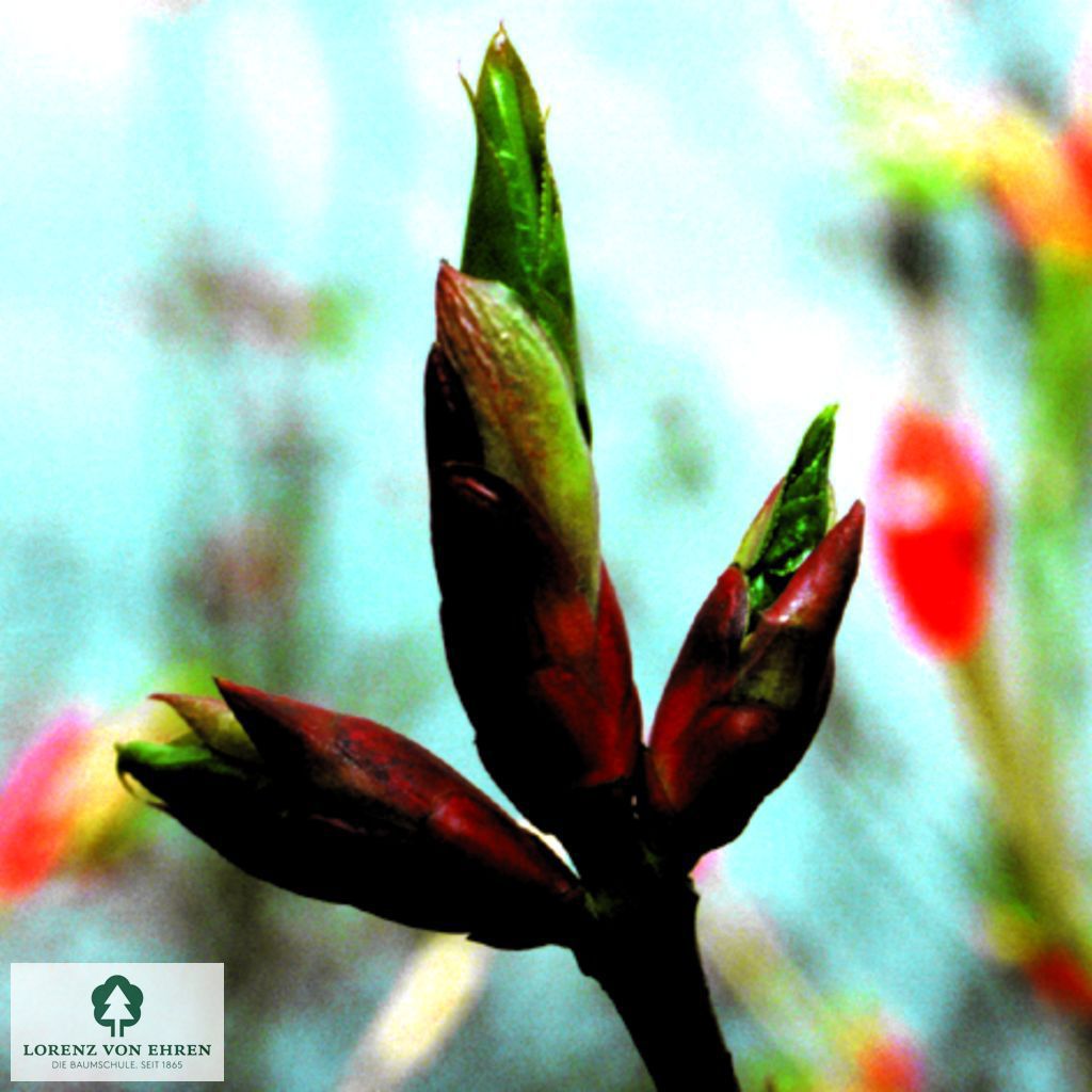 Euonymus planipes