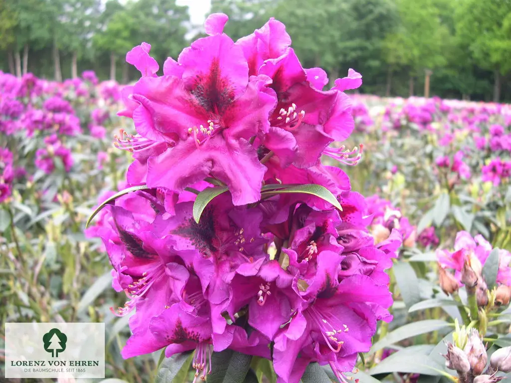 Rhododendron Hybride 'Purple Splendour'