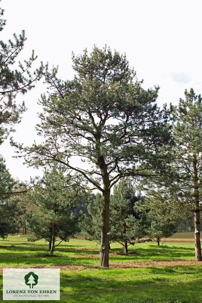 Pinus contorta