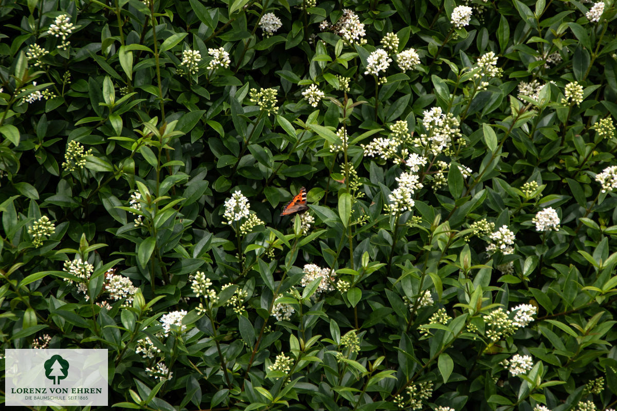 Ligustrum vulgare 'Atrovirens'