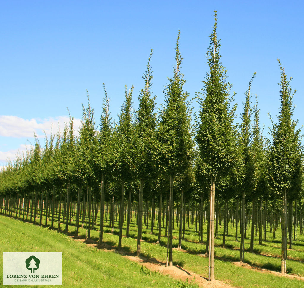 Carpinus betulus 'Fastigiata'  Alleebaum im Quartier