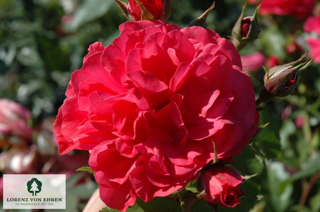 Rosa 'Rosarium Uetersen'