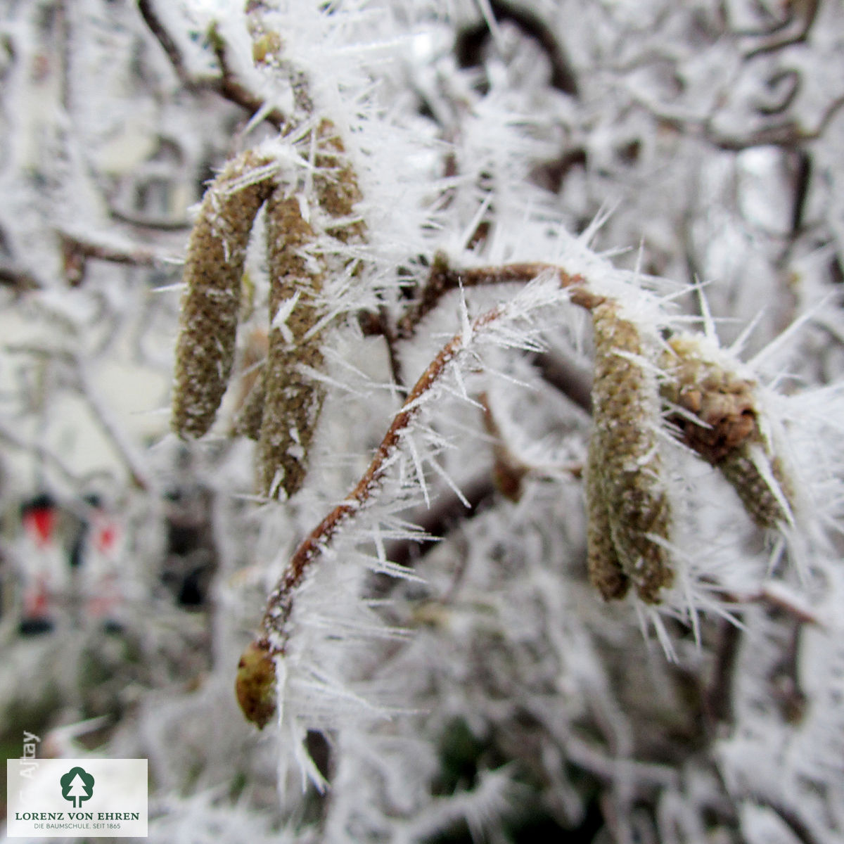 Corylus avellana 'Contorta'