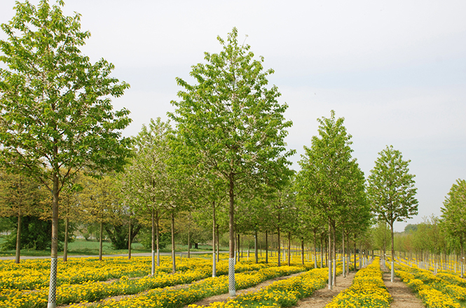Prunus avium Plena
